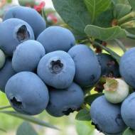 Саженец Голубика Ханна Чойс